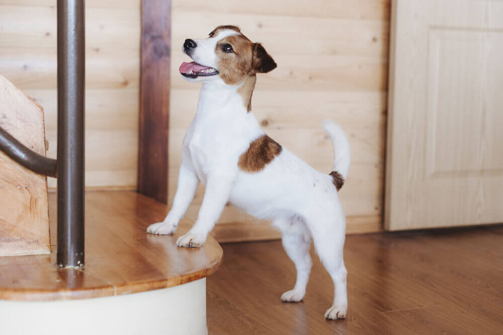 Jack Russel-terrier