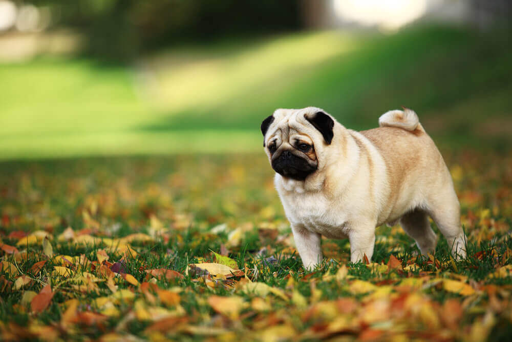 Mopsz