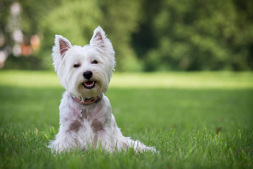 West highland white terrier