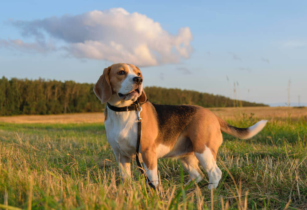 Beagle