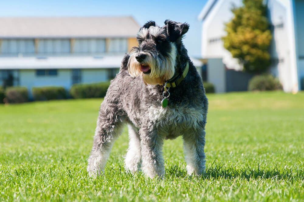 Közép schnauzer