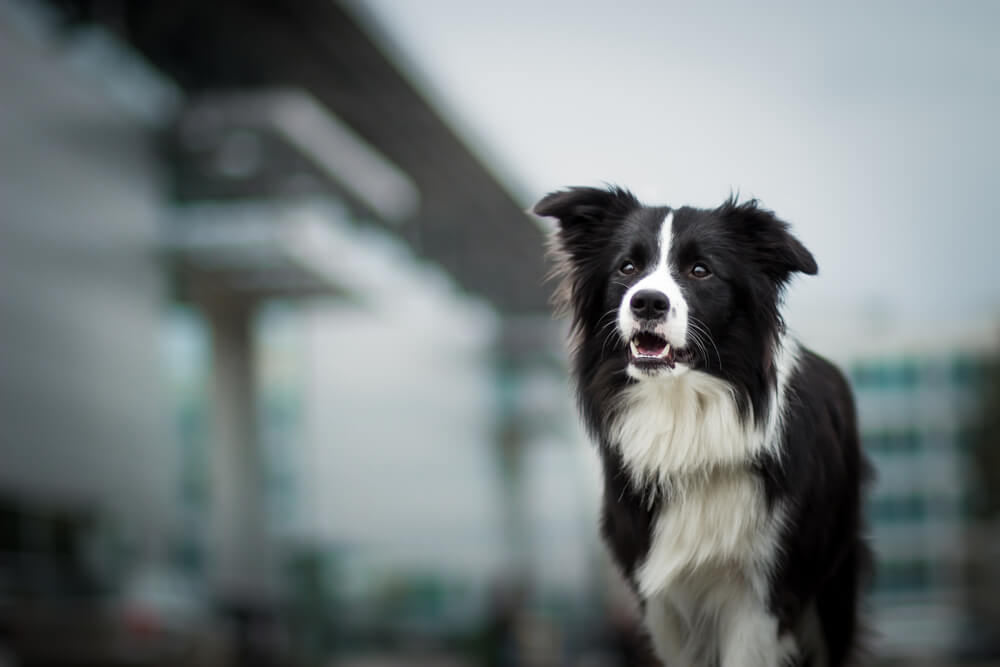 Border collie