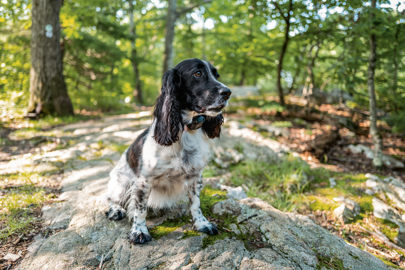5+1 praktikus kutyás kiegészítő szabadtéri kalandokhoz