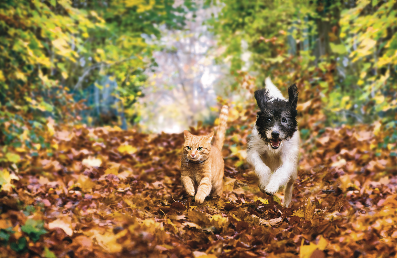 Őszi kalandokra fel! 4+1 alapkellék a hűvösebb hónapokra