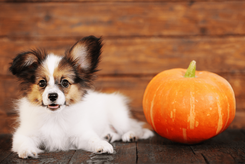 Halloweenre fel: sütőtökös finomságok kutyáknak!