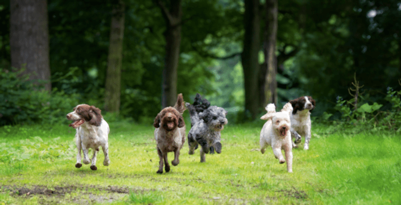 Mi alapján válasszunk kutyafajtát?