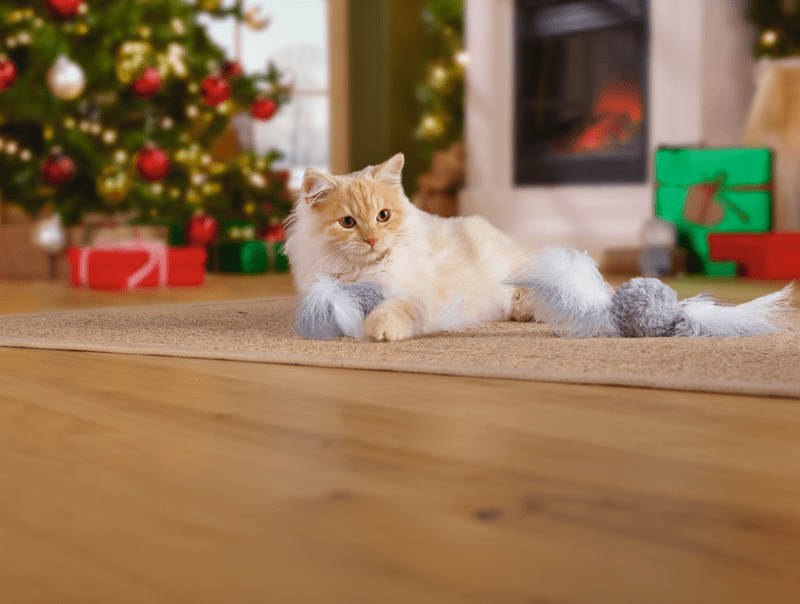 Adventi naptár cicáknak - mit rejthetünk bele?