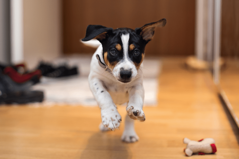 Kutyajátékok a téli estékre