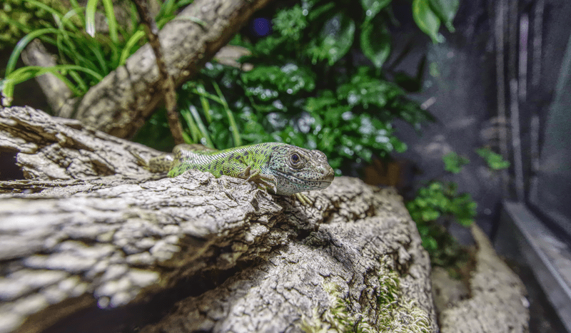 Élő növények előnyei a terráriumban