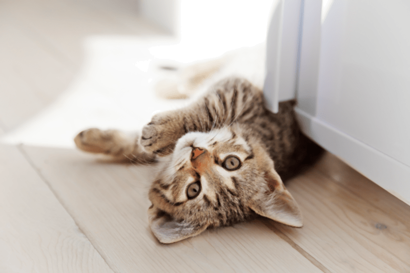 Új családtag érkezik? 3+1 tipp a kezdeti időszakhoz