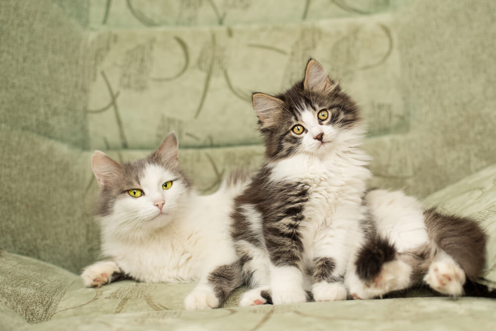 Kiscicából nagycica – íme, a legfontosabb tudnivalók!