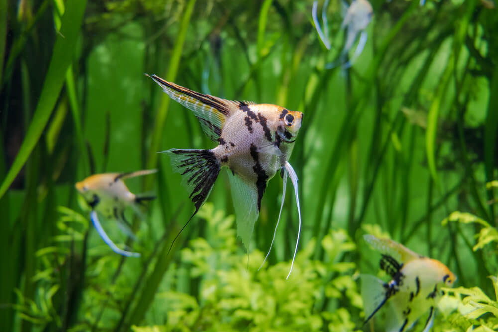 Az akvárium új lakója: a vitorláshal (Pterophyllum scalare)
