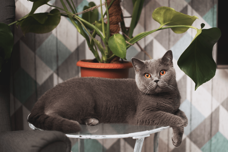 A 3 legkülönlegesebb cica fajta