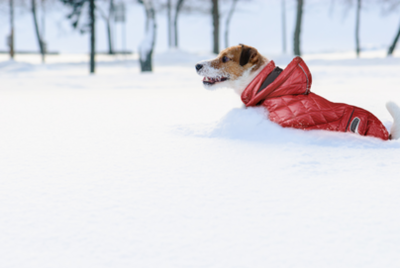 Kutyasétáltatás fagyos időben – mire kell odafigyelnünk?