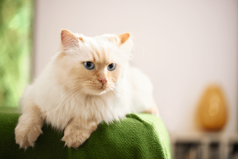 Macskaajtó - milyet válasszunk?