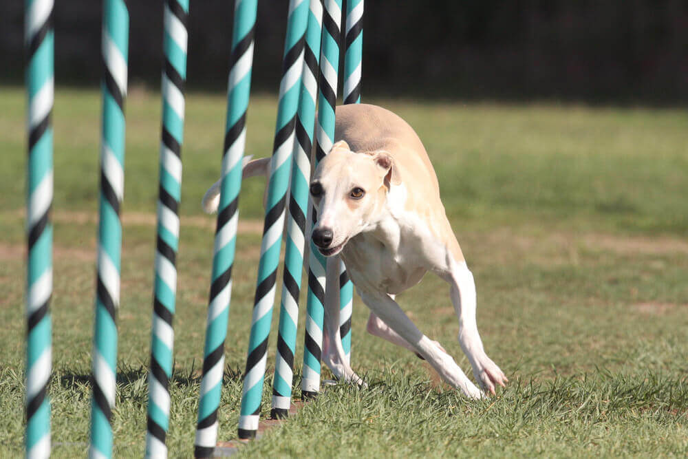 Kutyasuli: kedvencünk az agility pályán