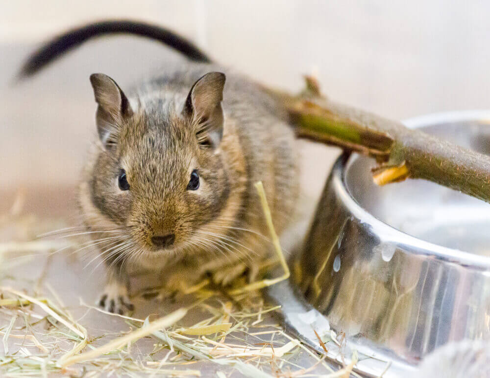 Chilei földimókus otthonra – Mindent a degukról