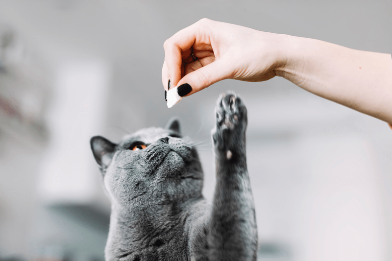 A hónap nasijai cicáknak