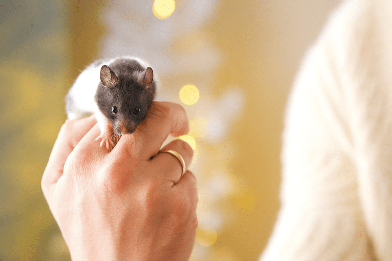 5 tény a hörcsögökről