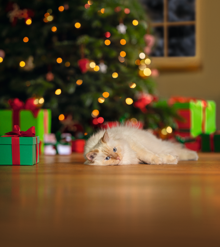 Hogyan tehetjük macskabiztossá a karácsonyi dekorációt?