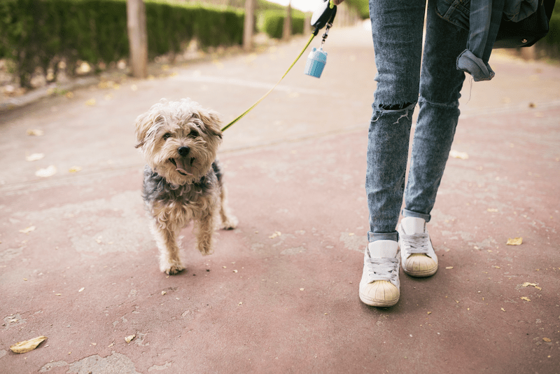 Irány a szabadba! - pórázhoz szoktatási tippek