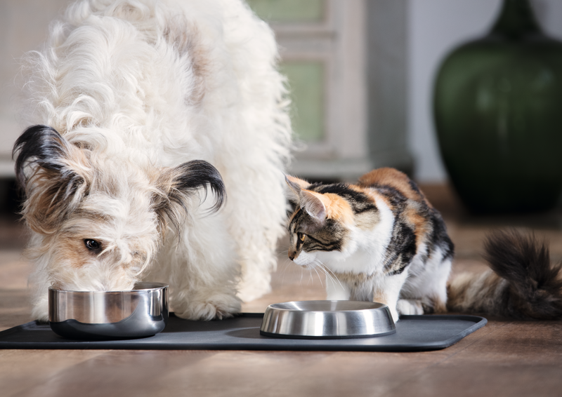 Ehet-e a cicánk kutyaeledelt?