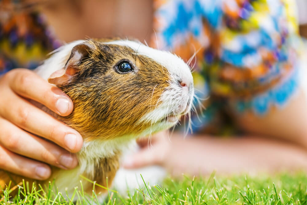 Kisgyerek mellé melyik kisemlős az ideális?