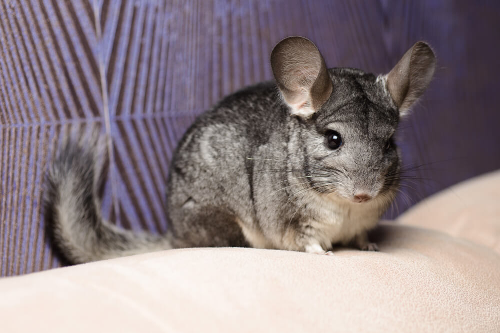 Csincsilla kisokos – a lakhely