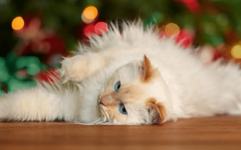 Házi készítésű finomságok cicáknak