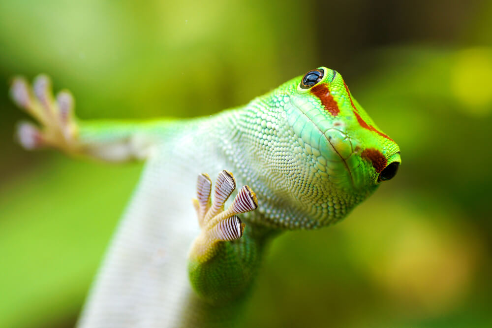Egy terráriumban elhelyezhető hüllőpárok – hogyan, hogyan ne?
