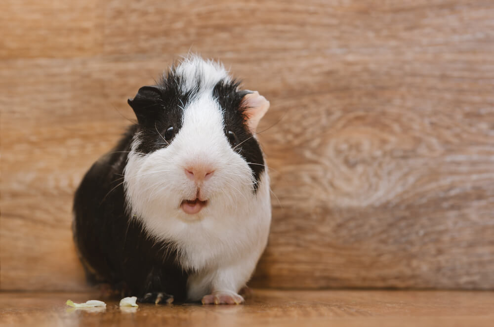 Tengerimalac tippek