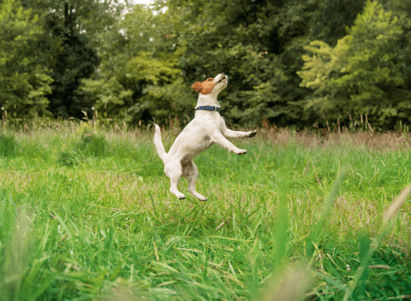 Segítség, ugrál a kutyám!