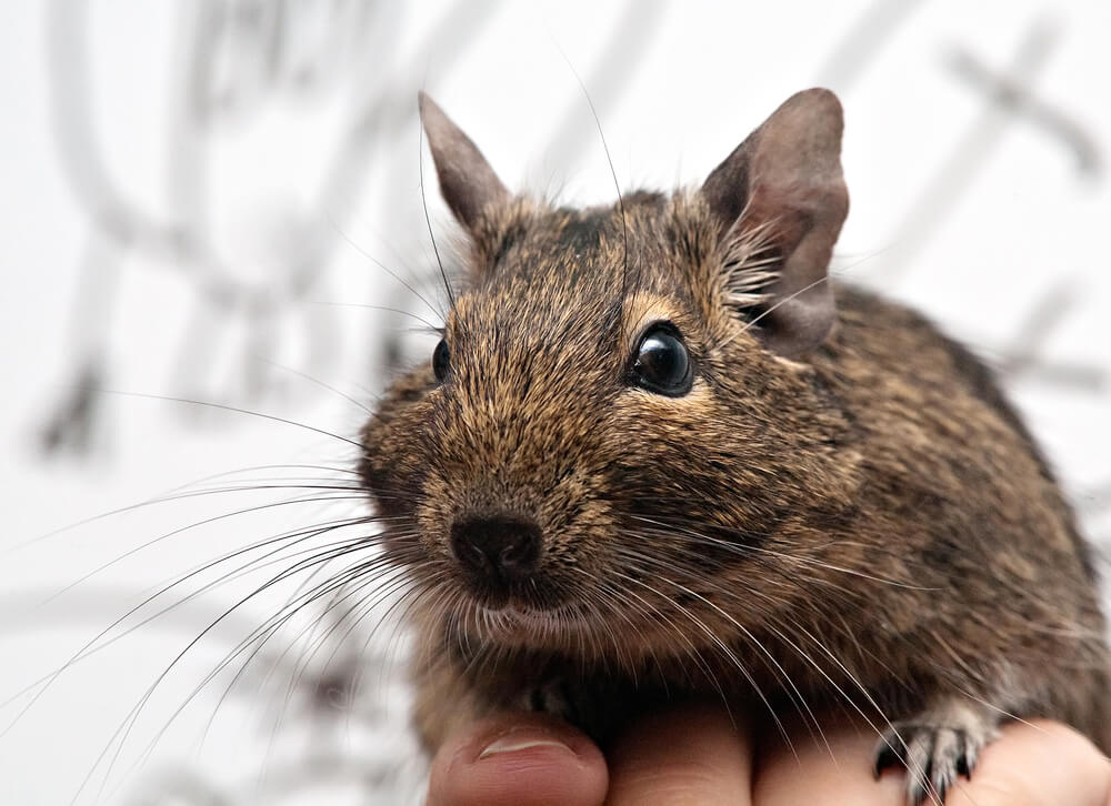 Degu vagy csincsilla?