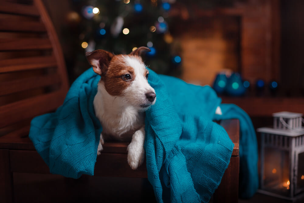 Boldog új évet! Könnyítsük meg a szilveszter éjszakát kutyáink számára