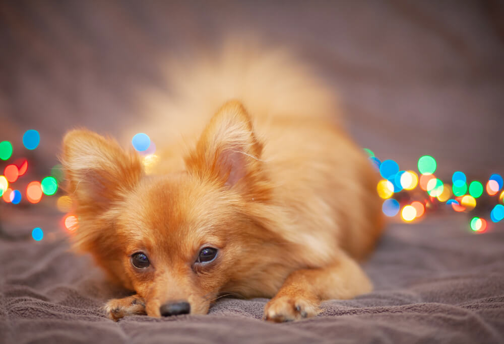 Szilveszteri tűzijáték - így segíthet kutyusának