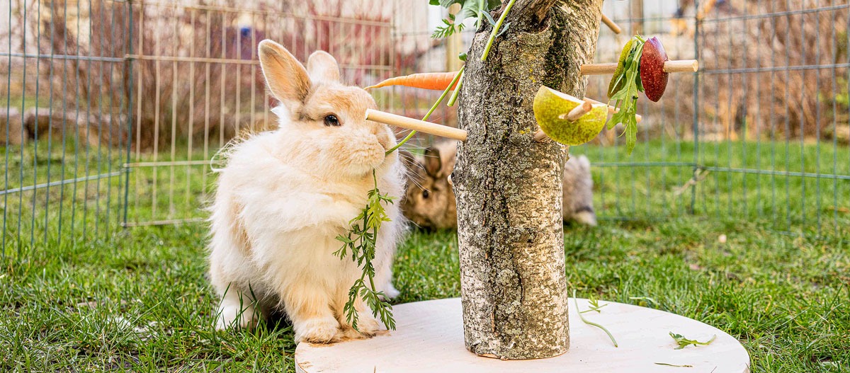 Így etesd kreatívan a nyuszidat etetőfa segítségével!