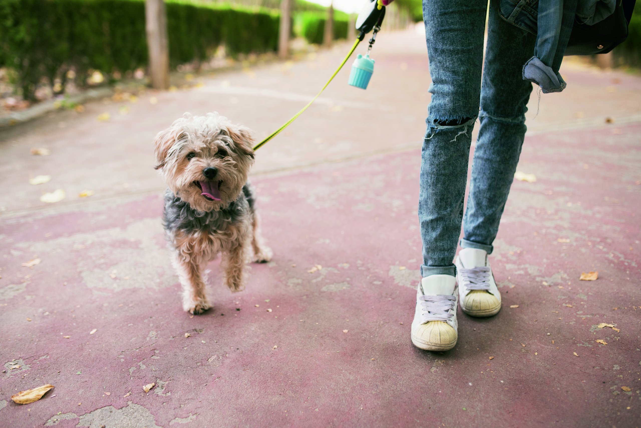 A kutyasétáltatás 4 aranyszabálya