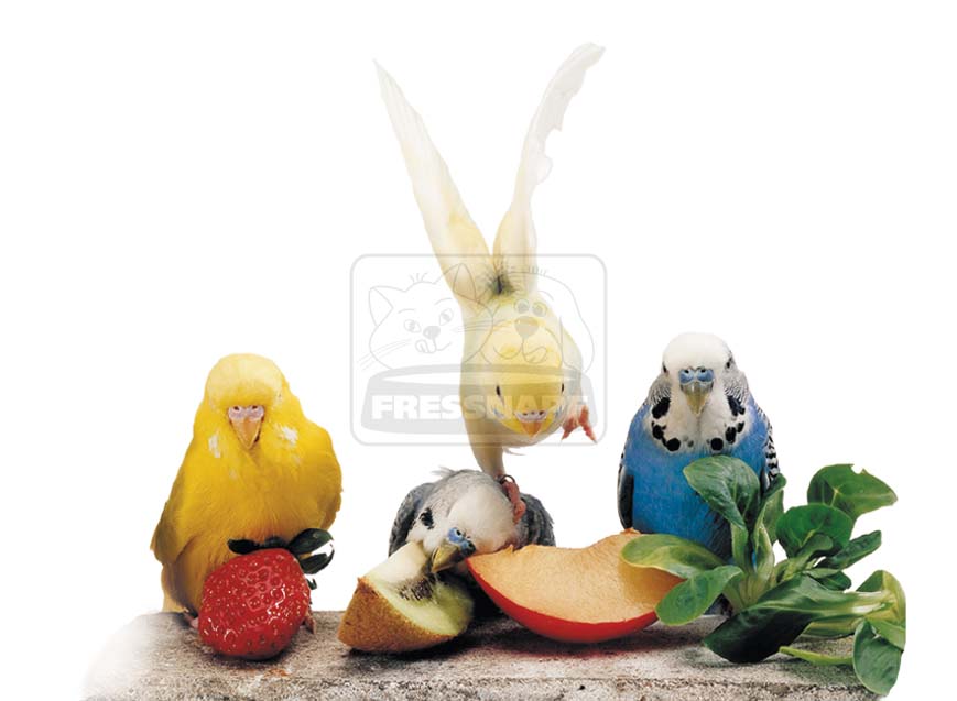 Vitaminok és egyebek: étrend-kiegészítők madaraknak