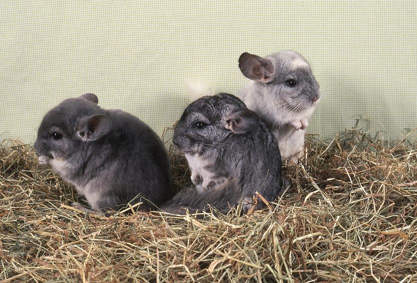 A csincsilla egészségnek megóvása