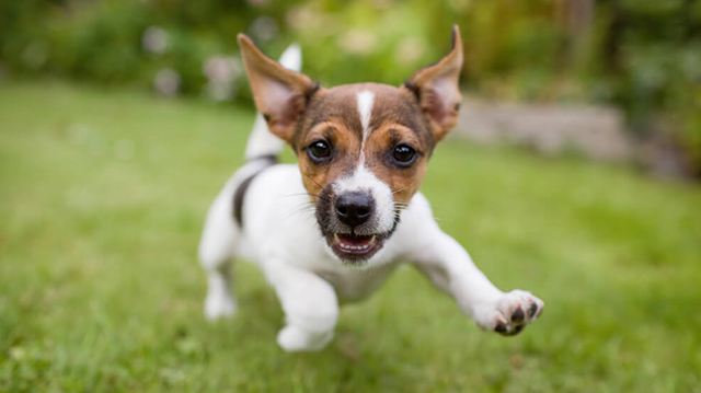 Mit tegyünk, ha kutyusunk izgalmában bepisil?