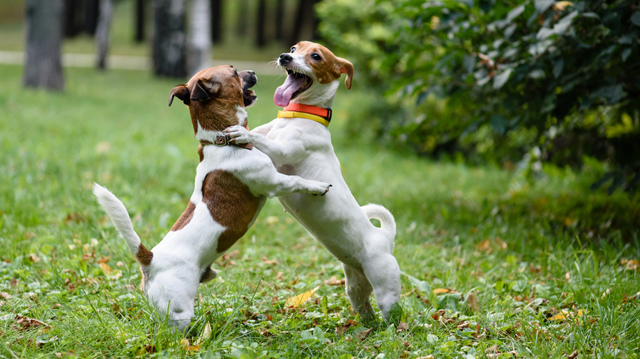 Mit tegyünk, ha kutyusunk csúnyán játszik a társaival?