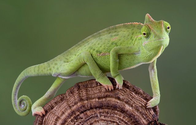 Higiénia a terráriumban: legfontosabb a megelőzés!