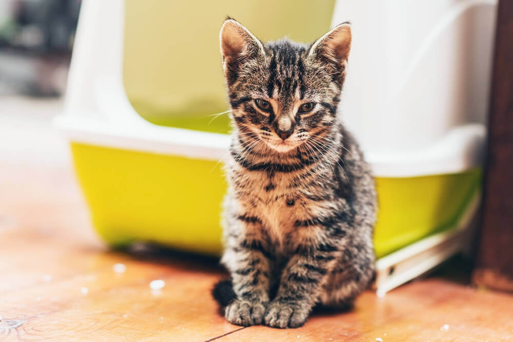 Tuti tippek a higiénikus cicaalomért
