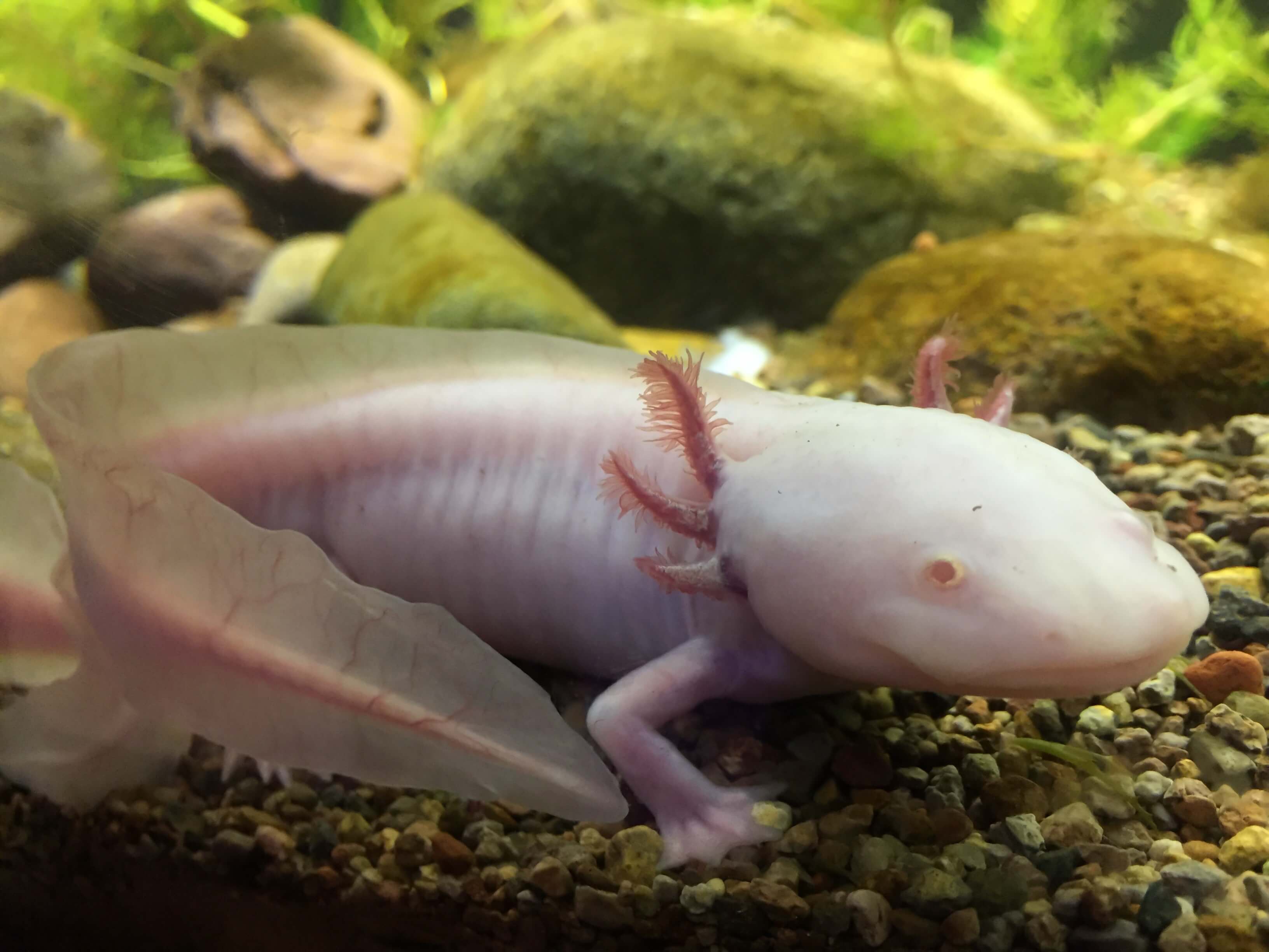Hihetetlen kétéltűek: az axolotl