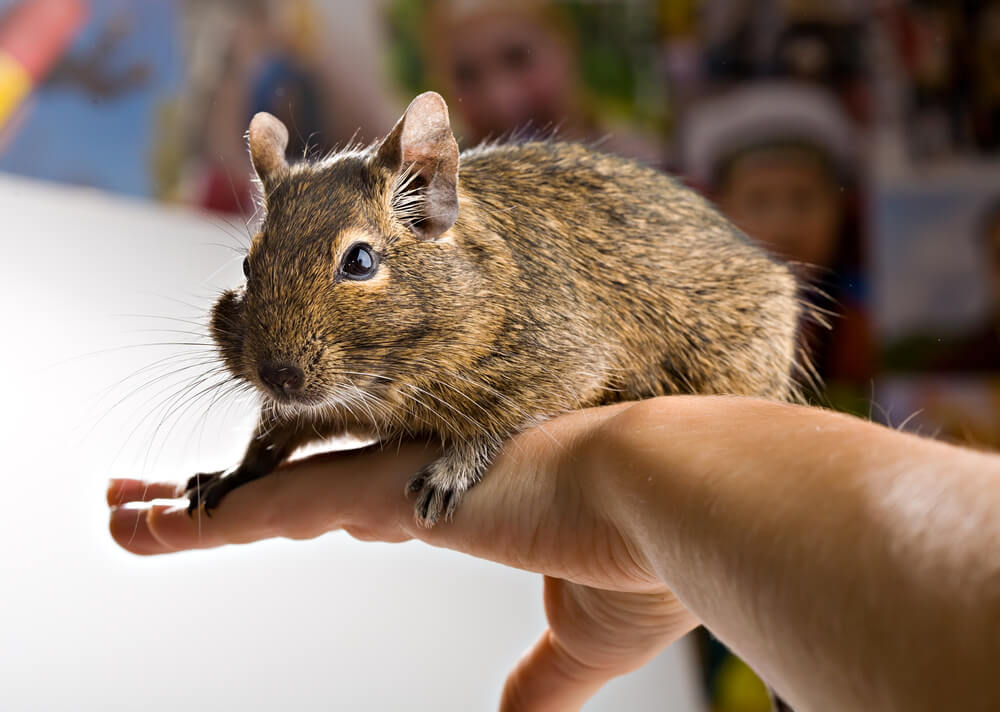 Degu kisokos