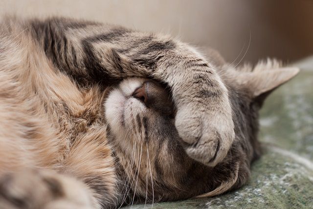 Jelek, melyek arra utalnak, hogy cicájának felső légúti fertőzése van