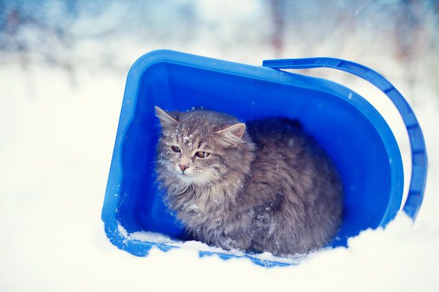 Cicahideg, így óvja kedvencét februárban