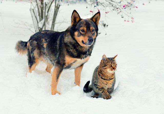 Tappancsok a hóban, 4+1 februári egészségvédő tipp