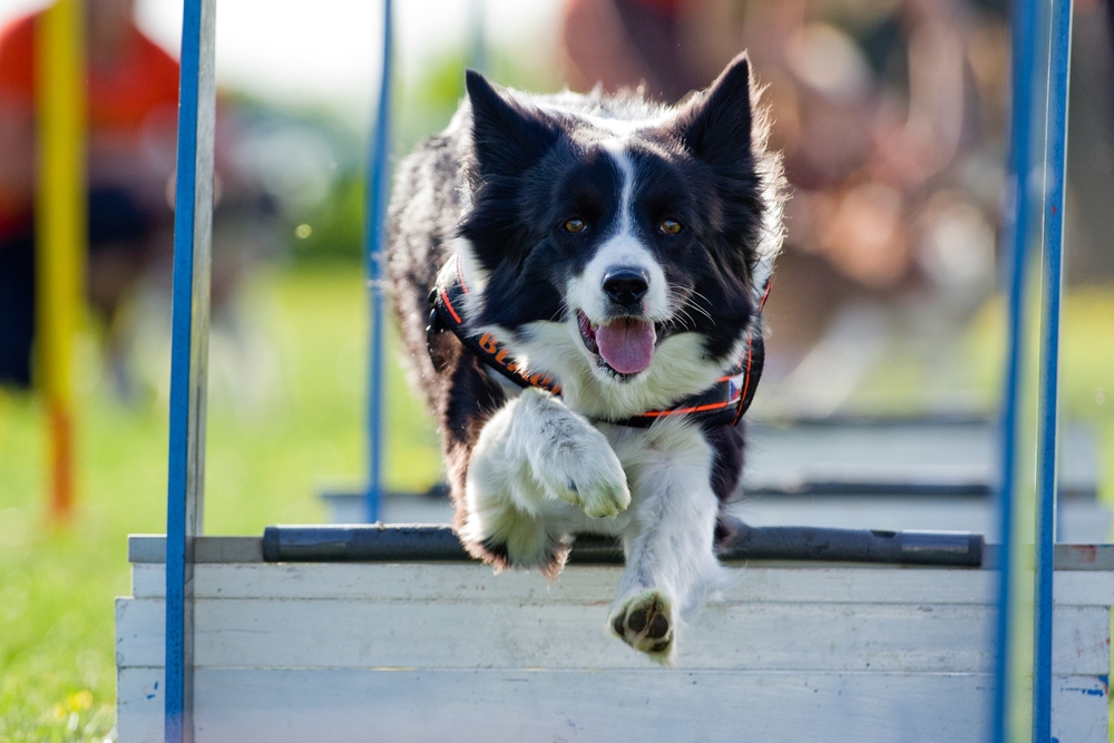 Az 5 legideálisabb kutyafajta agility-hez