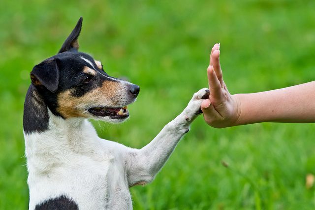 5 tipp kutyánk motiválásához